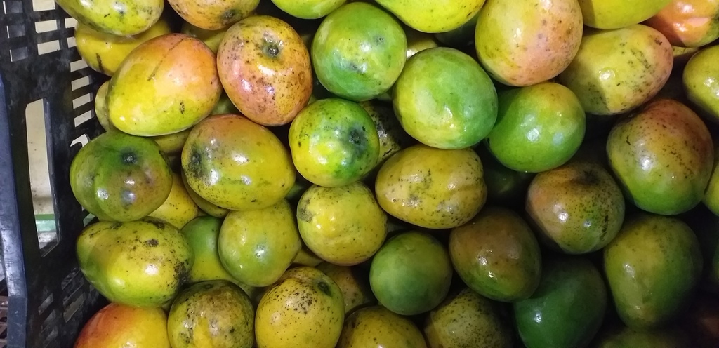 Mango criollo