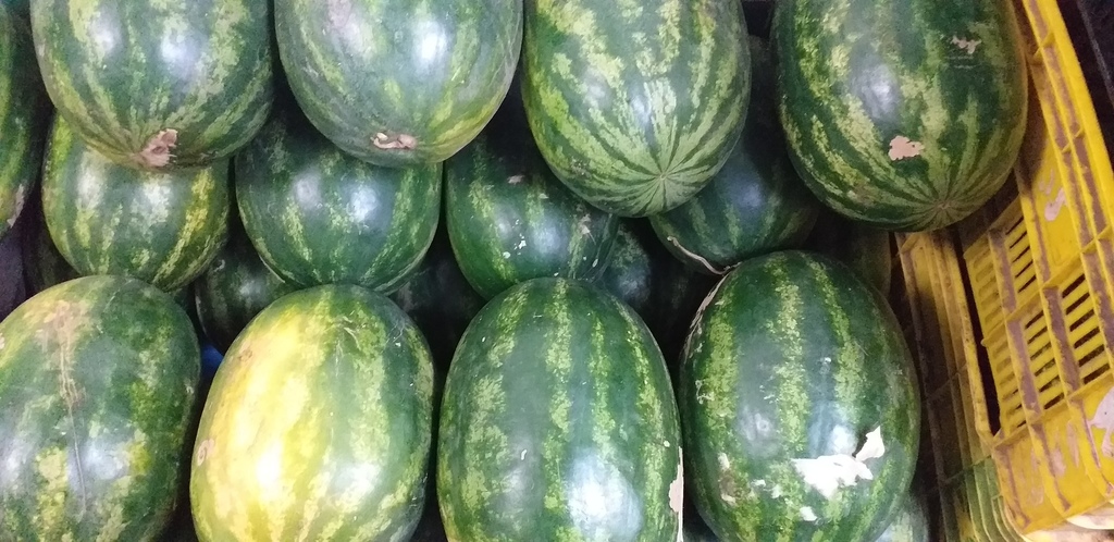 Sandia gruesa