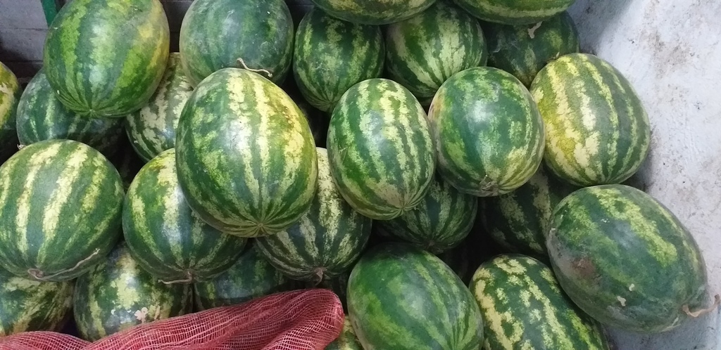 Sandia delgada