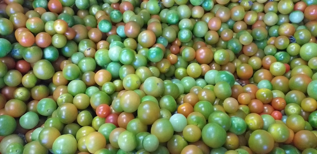 Tomate cherry