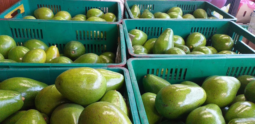 Aguacate papelillo