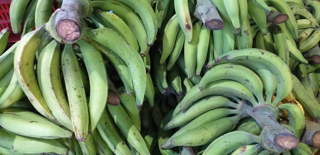 Platano verde harton