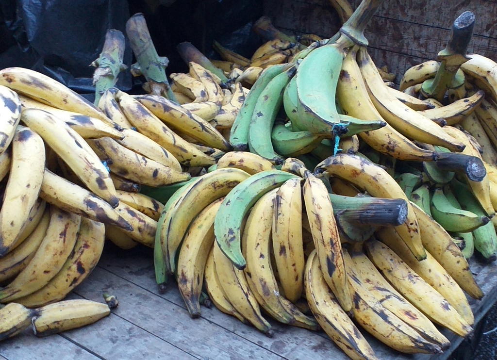 Platano maduro