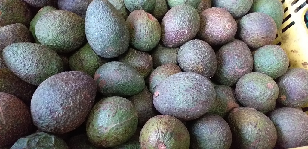 Aguacate hass