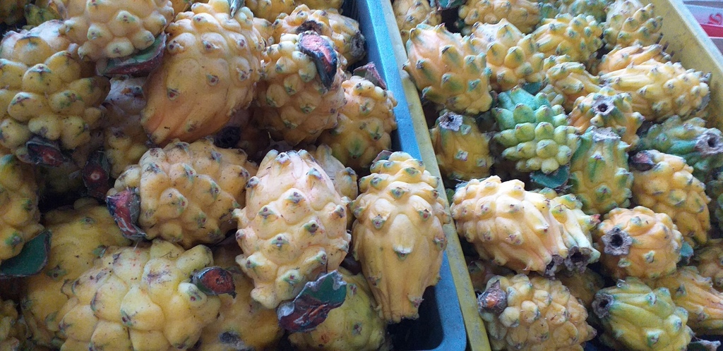 Pitahaya del huila