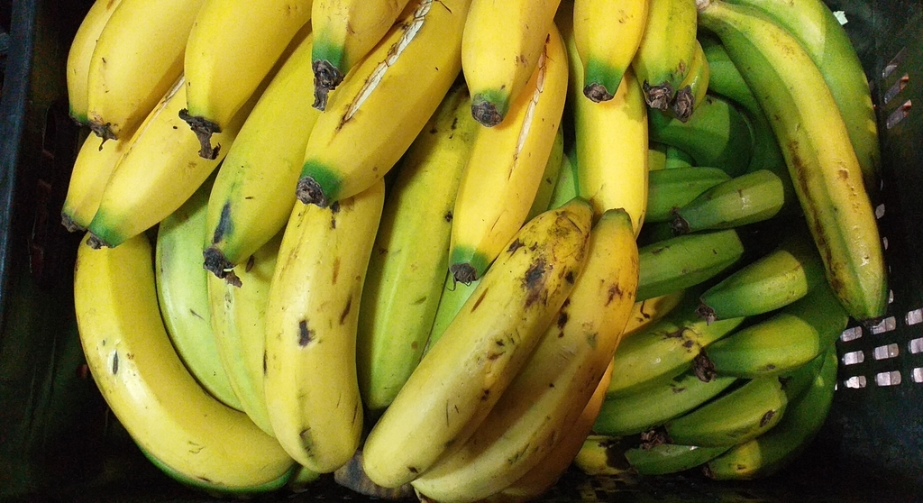 Banano criollo