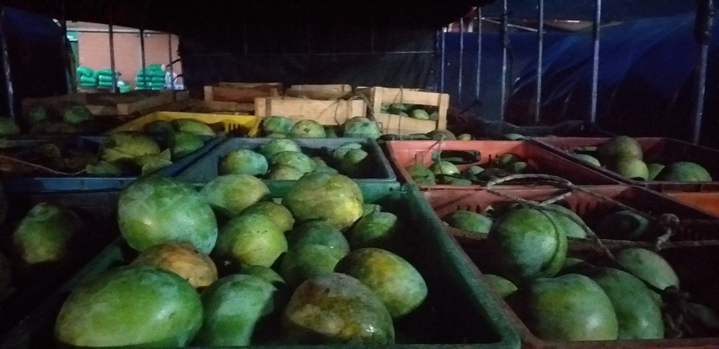 Mango farchi