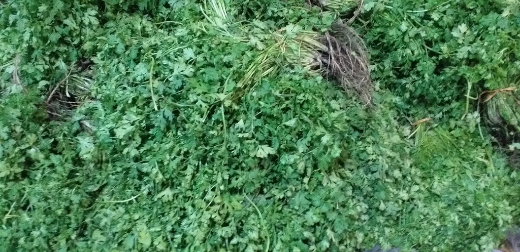 Cilantro
