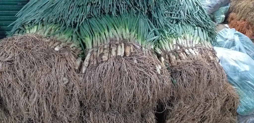Cebolla de rama