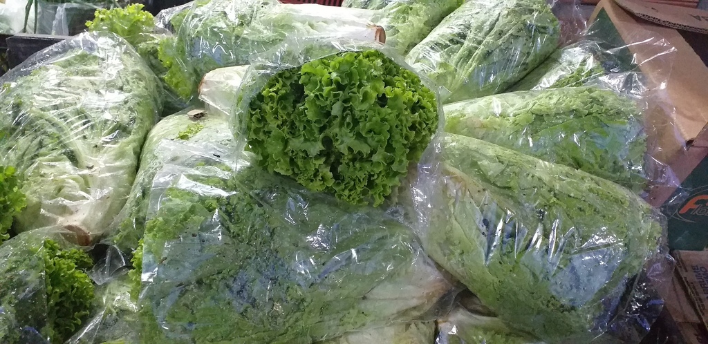 Lechuga crespa