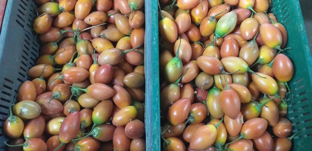 Tomate de arbol