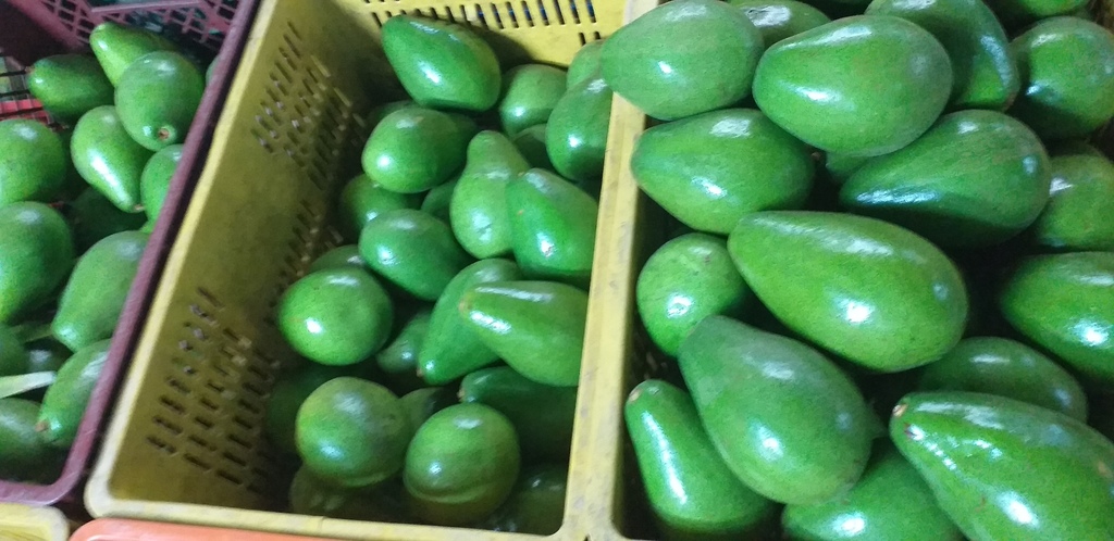 Aguacate papelillo