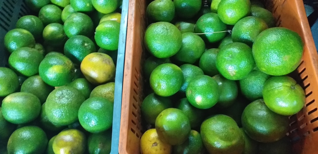 Naranja valencia