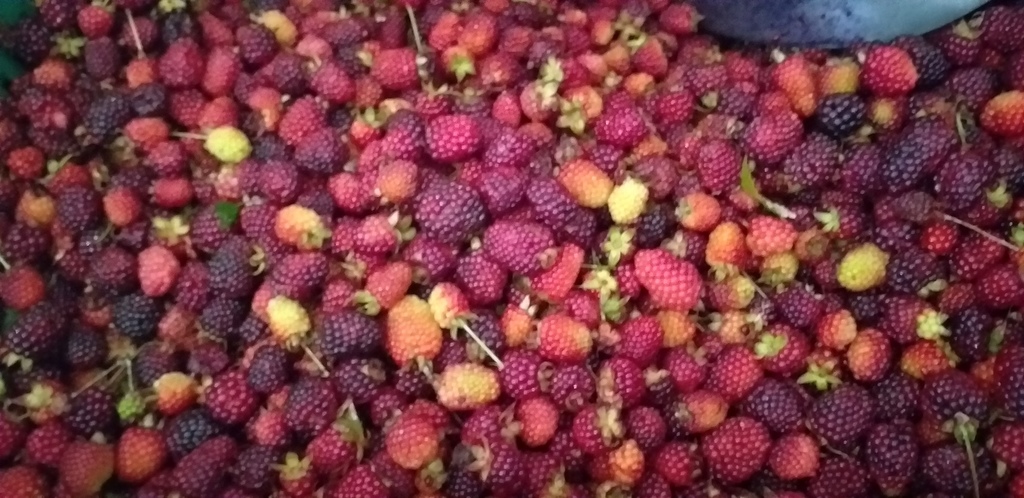 Moras de guarne