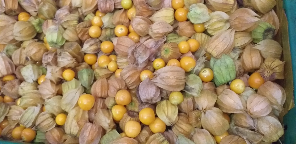 Uchuva en capacho