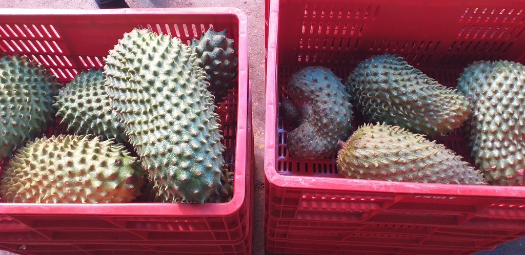 Guanabana selecta