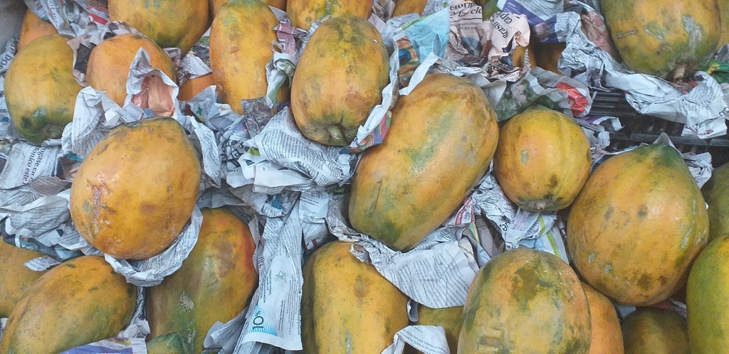 Papaya tainung