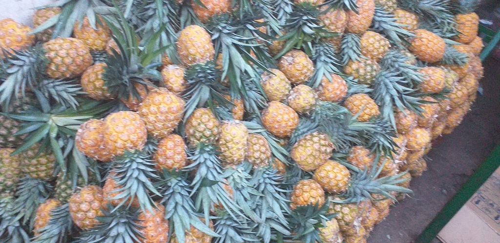 Piña oromiel delgada