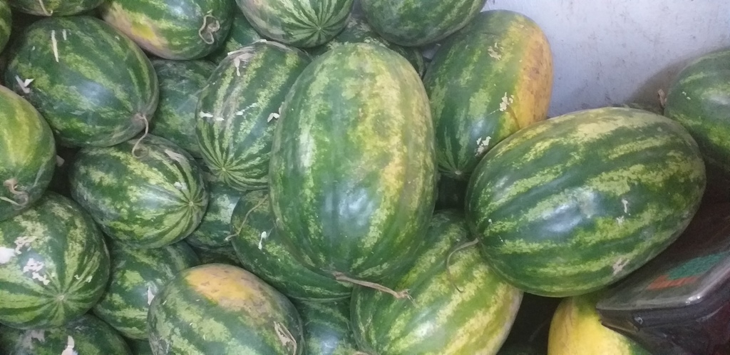 Sandia gruesa