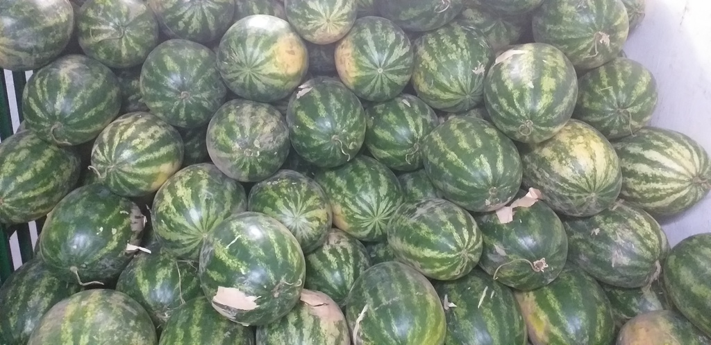 Sandia delgada