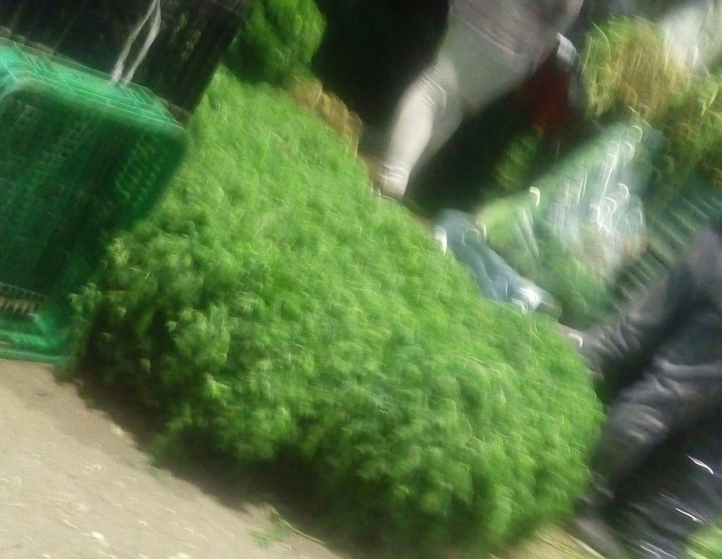 Cilantro