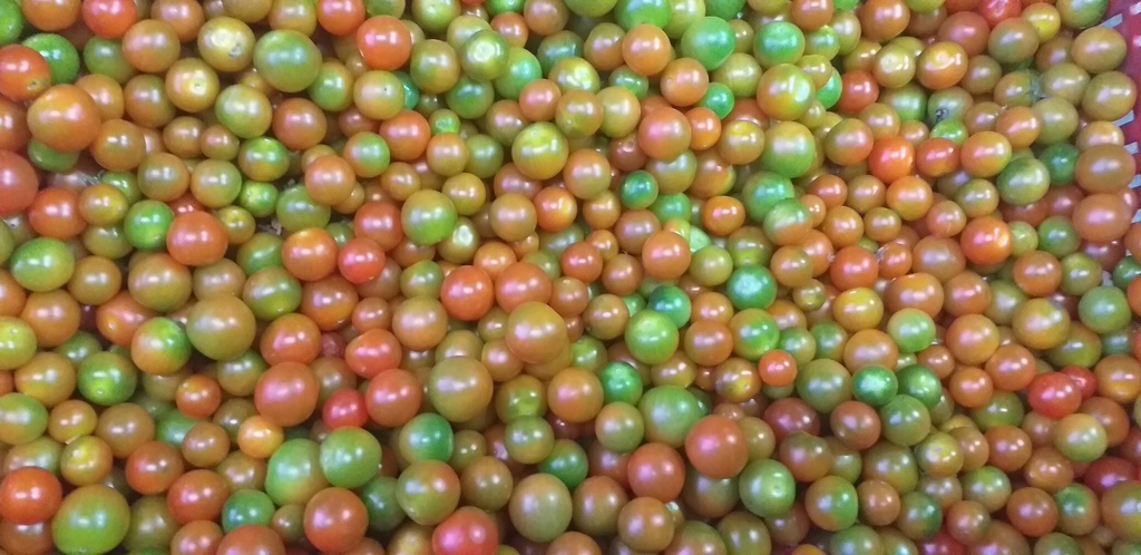 Tomate cherry