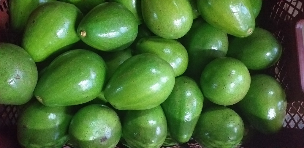 Aguacate papelillo
