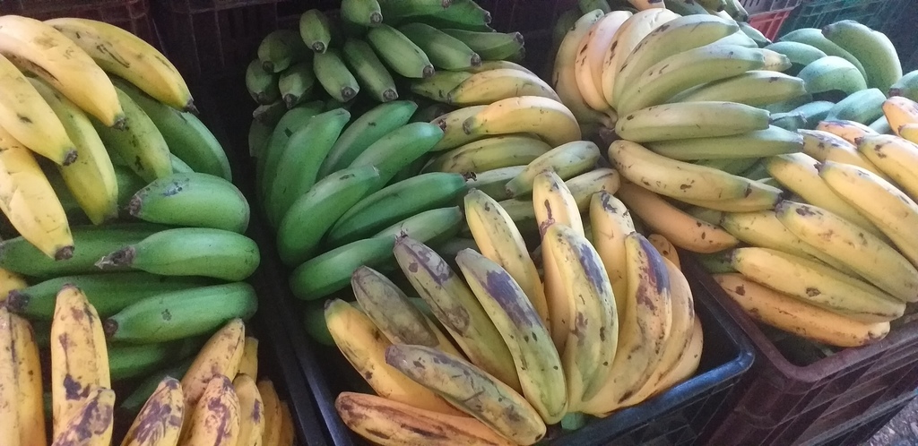 Banano criollo