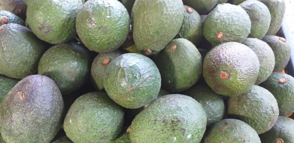 Aguacate hass