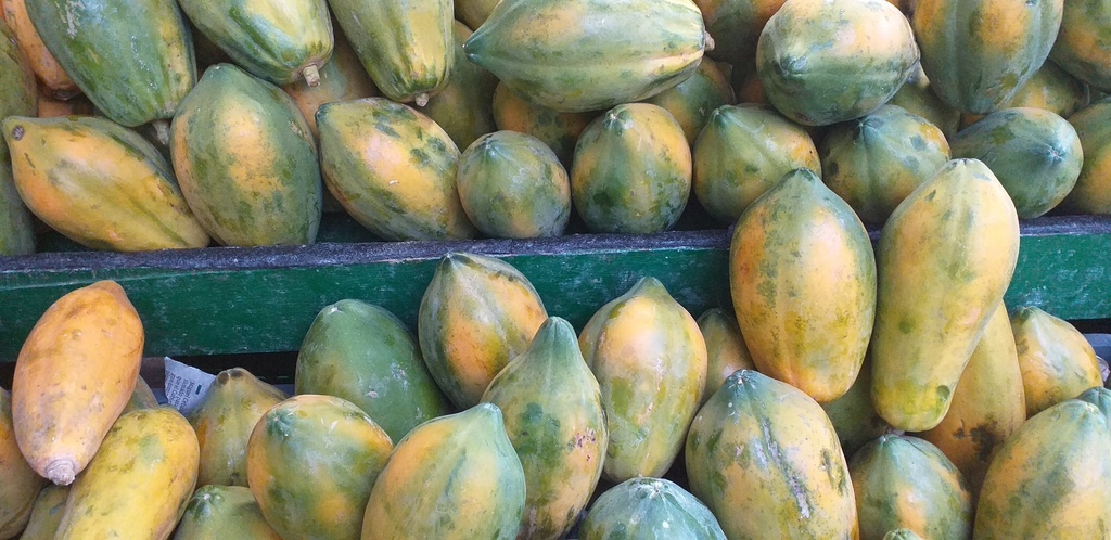 Papaya costeña