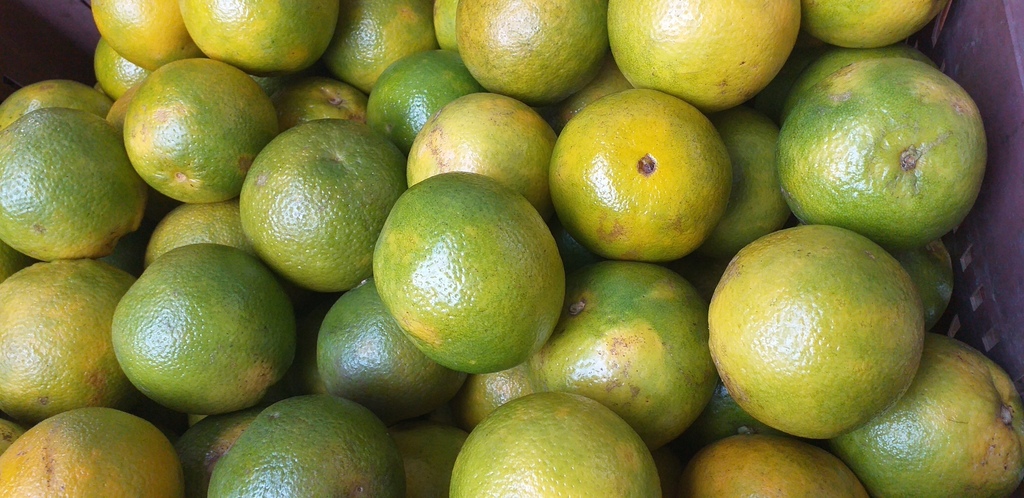 Naranja valencia de 1ra