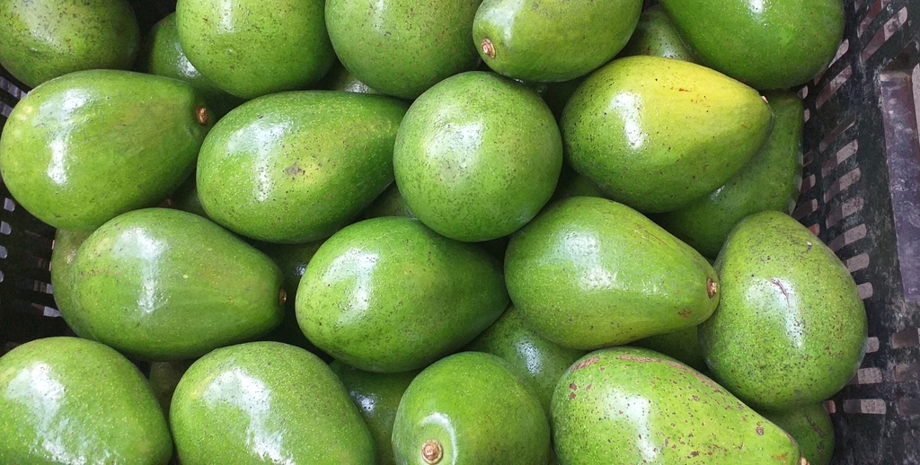 Aguacate papelillo