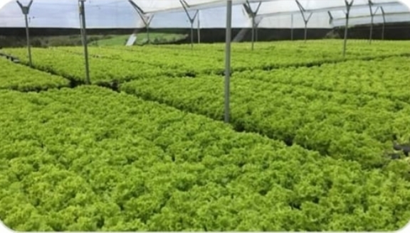 Lechuga Hidroponica