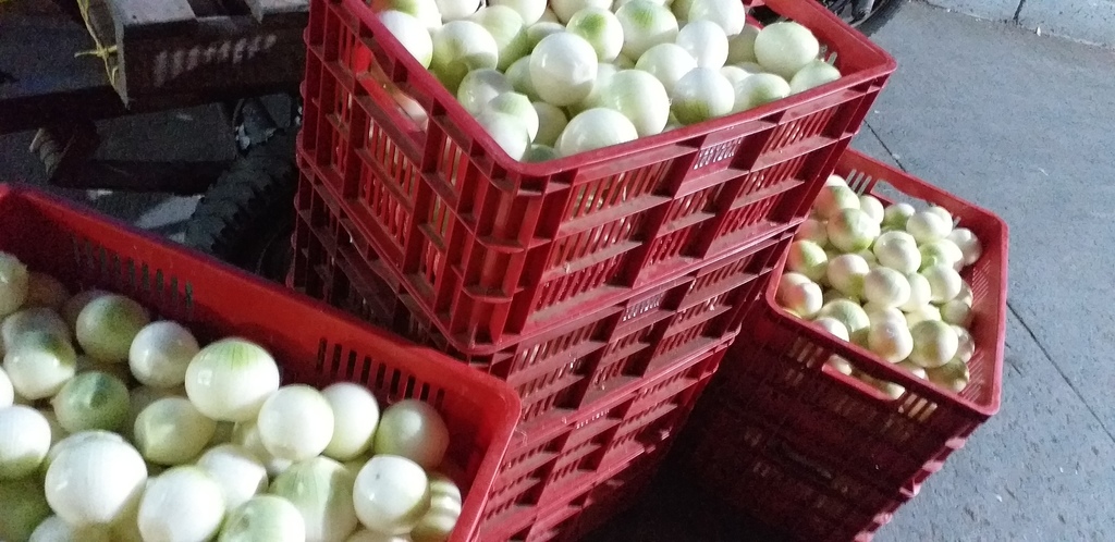 Cebolla blanca pelada