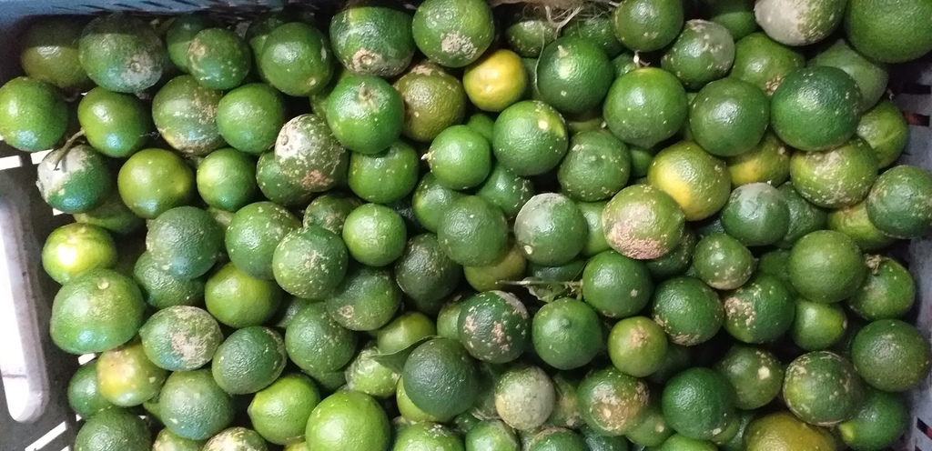 Limon mandarino