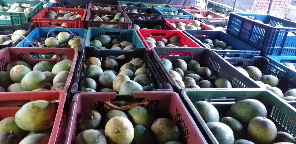 Mango farchi
