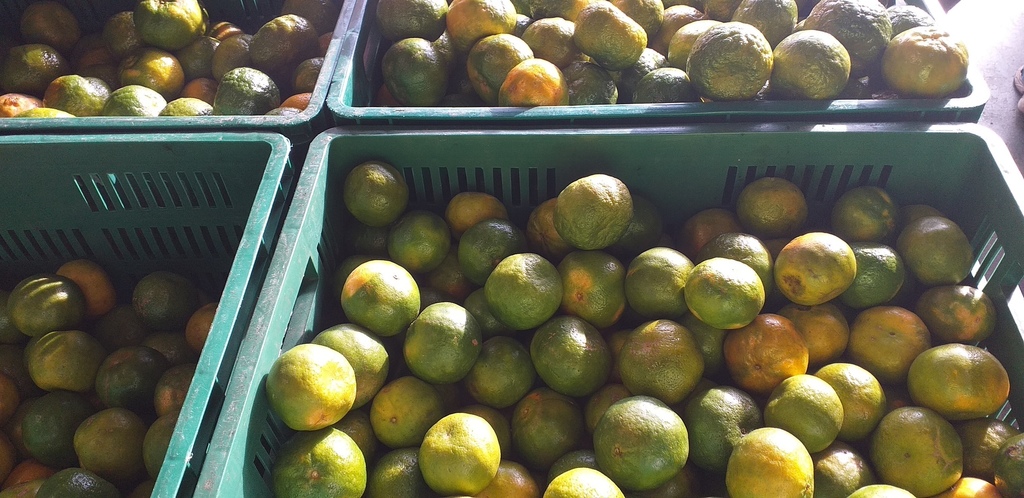 Mandarina oneca de 3ra