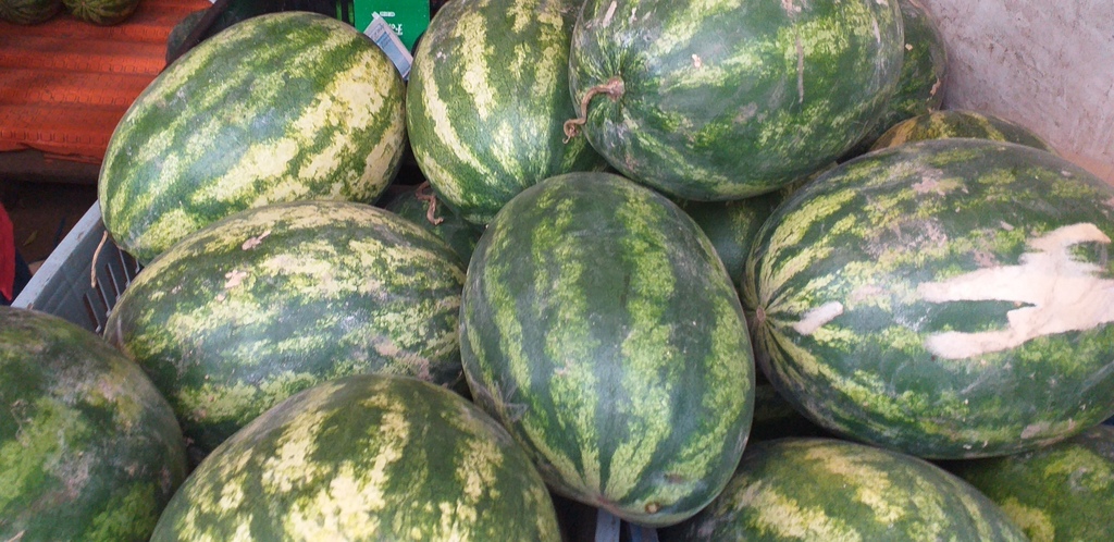 Sandia gruesa