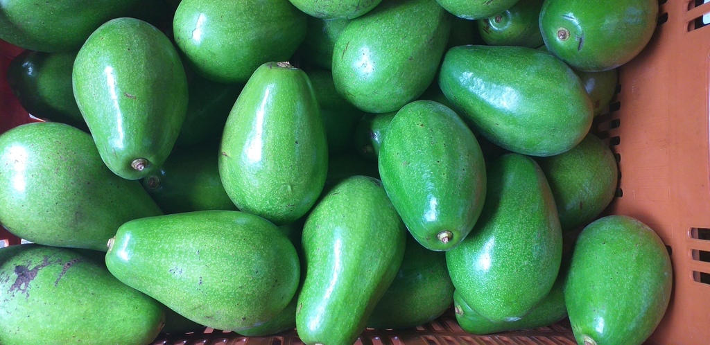 Aguacate papelillo