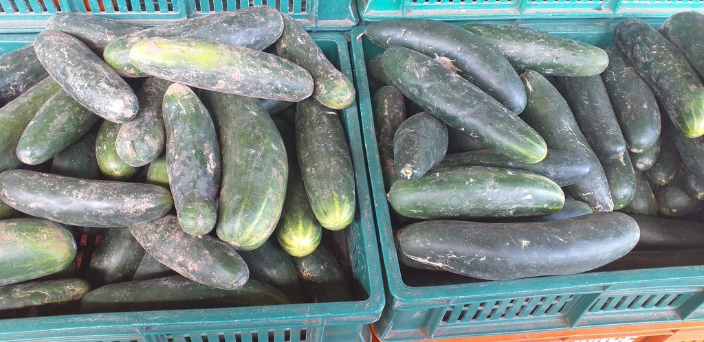 Pepino cohombro