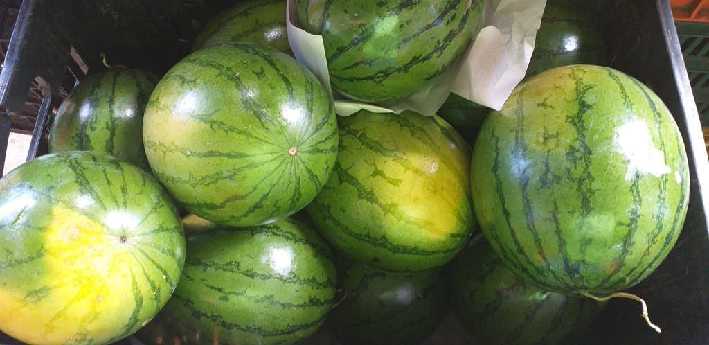 Sandia delgada