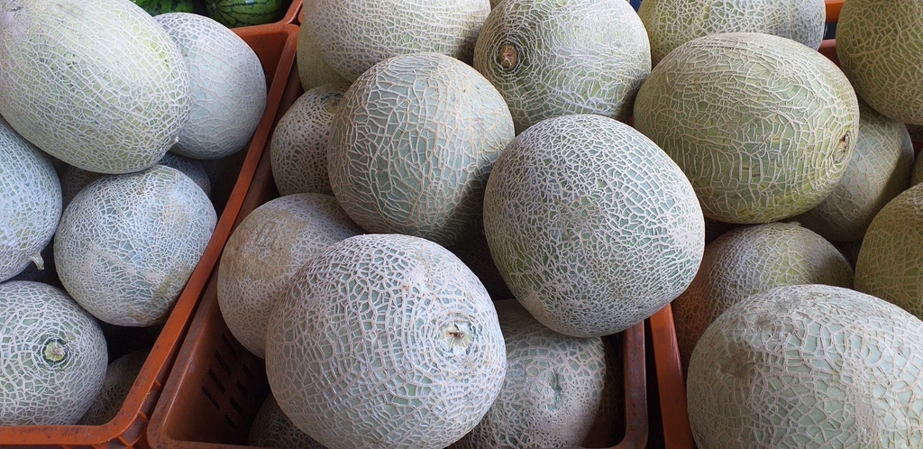 Melon