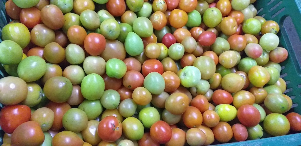 Tomate chonto  3ra