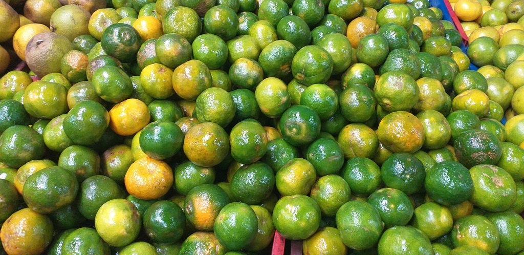 Mandarina oneca 2da