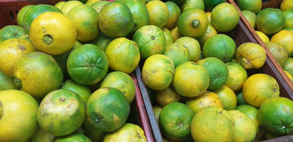 Naranja washington