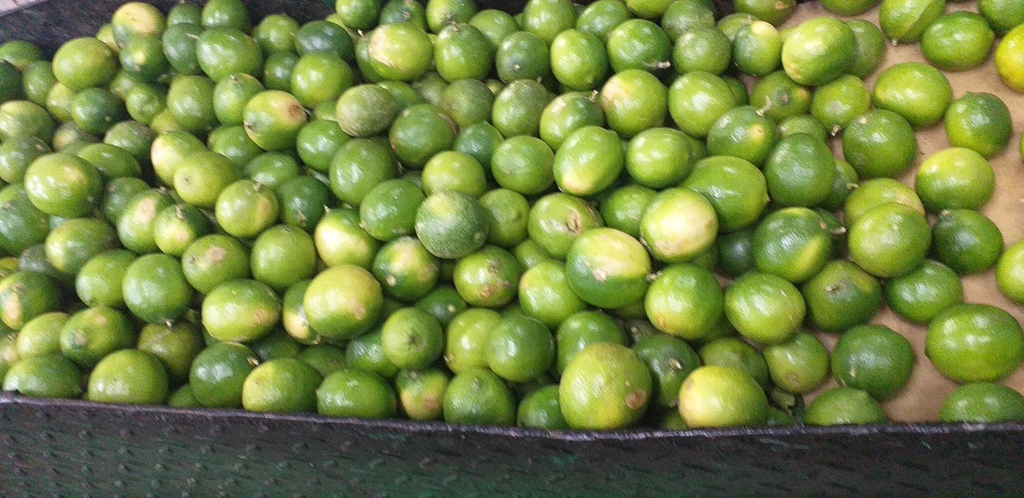 Limon tahiti