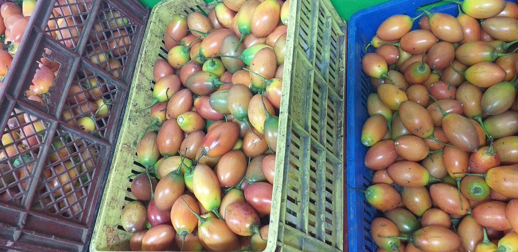Tomate de arbol