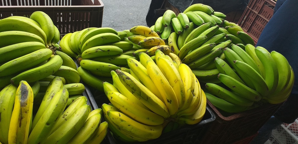 Banano criollo