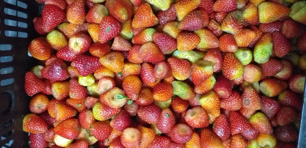 Fresa despitonada
