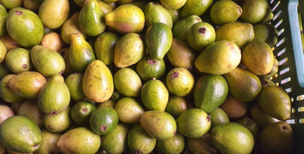 Guayaba pera gruesa